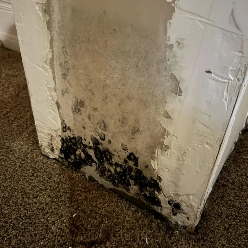 Professional Mold Removal in Putney, GA